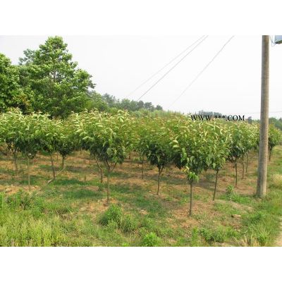 栾树地苗;米径5(cm)