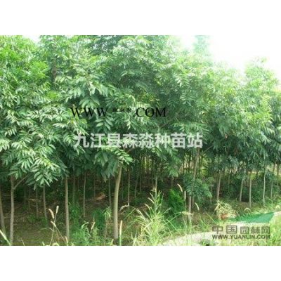 批发红叶李#3公分#4公分#5-6公分红叶李价格##