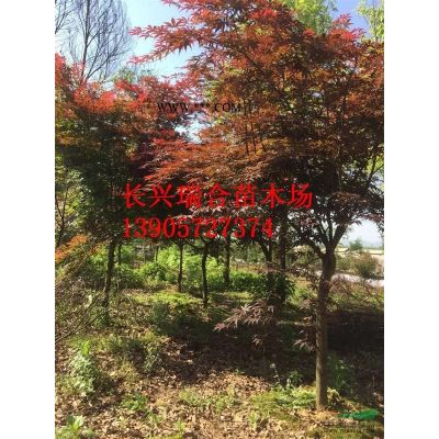 浙江长兴精品丛生乌桕 朴树 香樟 无患子 红叶李 红梅