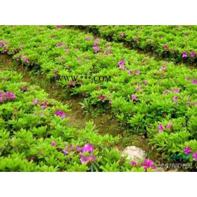 湖南胸径10公分截杆栾树