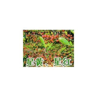 美国红叶李