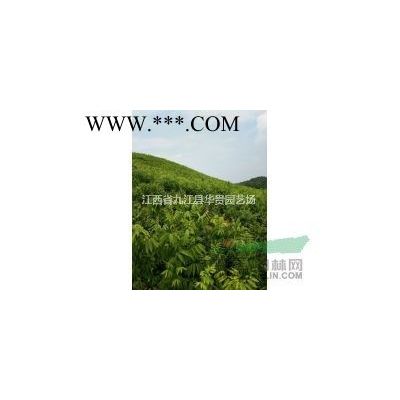 江西批发一年栾树小苗，栾树小苗价格，栾树小苗基地