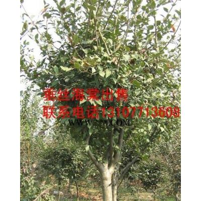 供应高杆女贞、红叶李、樱花、法桐、栾树、水杉