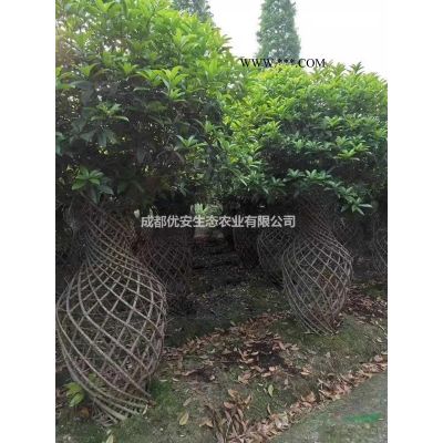 成都丛生红叶李价格低便宜3米4米
