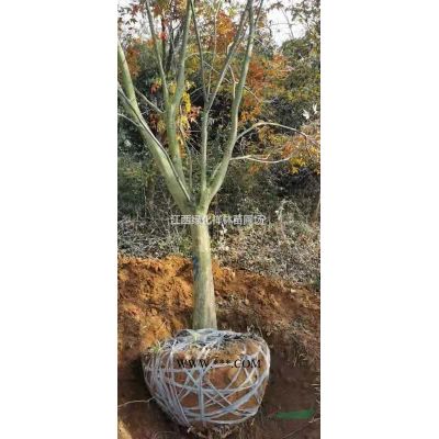 栾树苗，九江栾树价格，江西黄山栾树