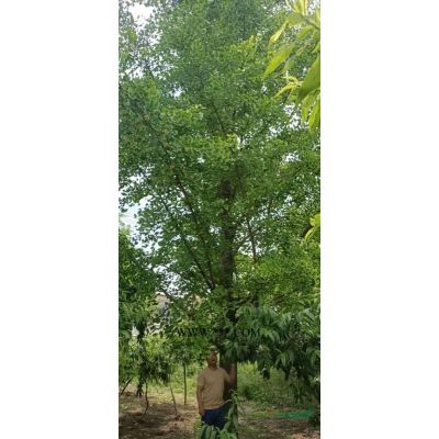 8-20公分黄山栾树