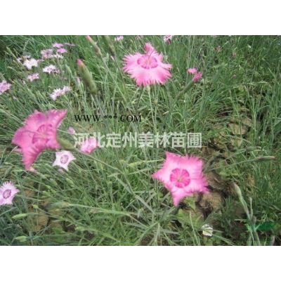 密枝红叶李营养杯苗高度60公分市场行情图2