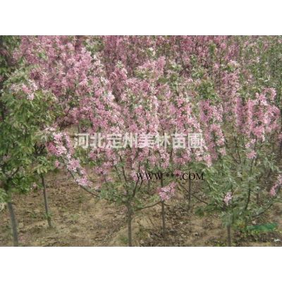 密枝红叶李营养杯苗高度60公分市场行情图1