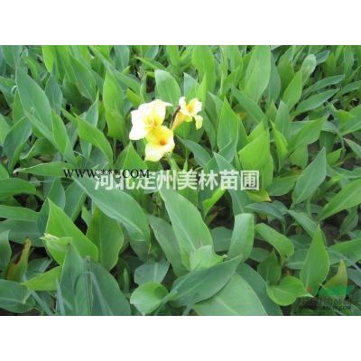 密枝红叶李营养杯苗高度60公分市场行情图3