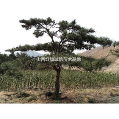 运城地区供应1-15栾树，北栾树苗、1-15栾树、哪里有北栾、栾树价格、山西栾树