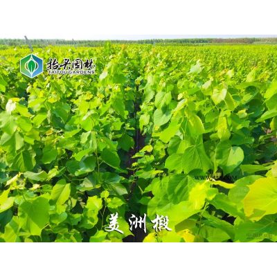 栾树 北栾
