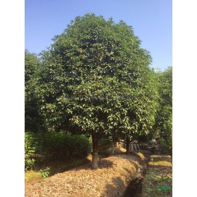 榉树价格 嵊州榉树