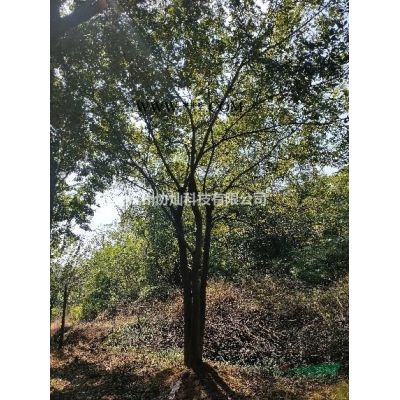 供应18公分榉树/19公分榉树/20公分榉树/22公分榉树