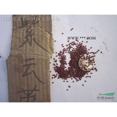 景观林木榉树，榉树小苗，别名大叶榉、红榉树，青榉，白榉