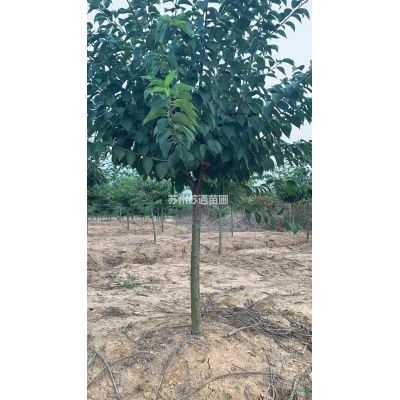 江苏丛生榉树 南通丛生榉树价格哪里好/哪家便宜