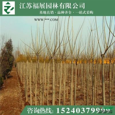 榉树行情报价\榉树图片展示