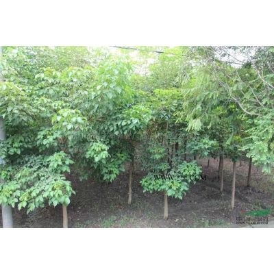 海宁栾树4公分