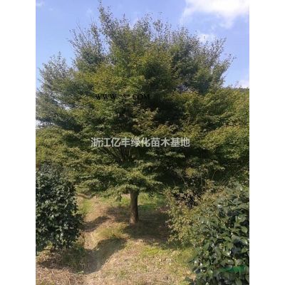 浙江30-60公分无患子