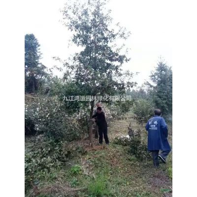 江西12公分无患子介绍/特征/用途