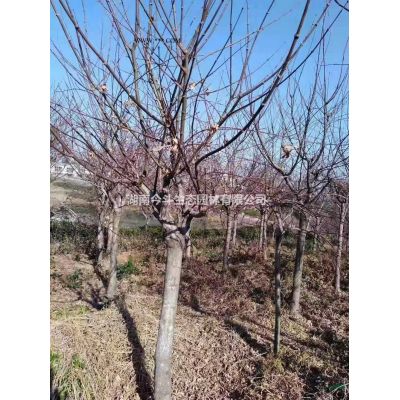 今天从樱花基地实拍的照片，需要采购日本樱花的可以到本基地采购