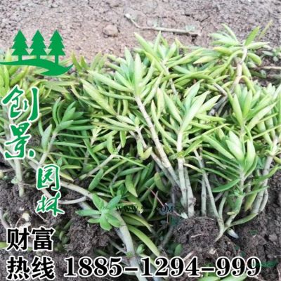 樱花树基地多少钱一棵、沭阳樱花树基地直销