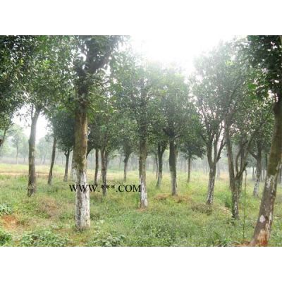 高度50-150公分榉树小苗，一年生小苗，二年生小苗