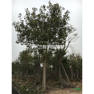 福建樱花
