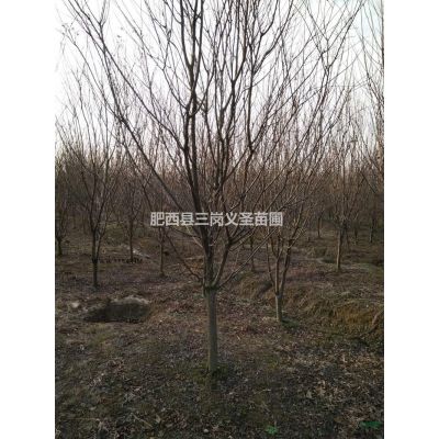 丛生朴树、丛生乌桕