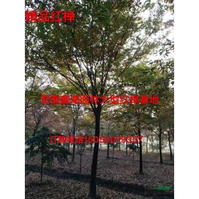 安徽地区供应8-25公分朴树