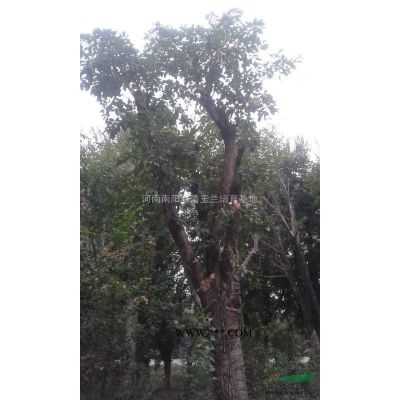 河南地区供应10-60公分朴树
