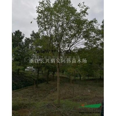 精品11杆多杆朴树 11杆丛生精品朴树  浙江丛生朴树 长兴