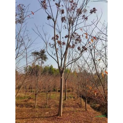 供应12公分樱花