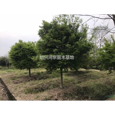 浙江供应樱花 精品樱花 樱花报价