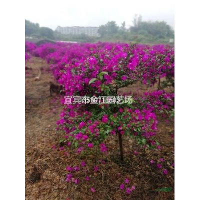 四川朴树四川宜宾朴树