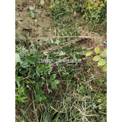 优质特价杜英小苗产地直销