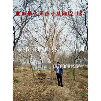 安徽红花丛生大紫薇-安徽红花丛生紫薇-安徽红花丛生紫薇大一颗