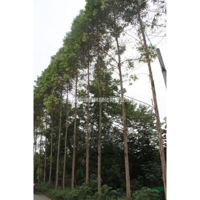 12公分杜英*新价格 12公分杜英种植基地供应 杜英绿化苗