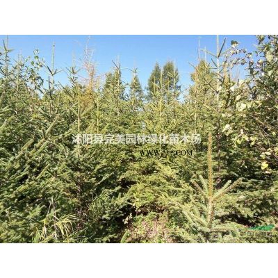 *新好品种美国紫薇_红火箭紫薇_丛生美国紫薇