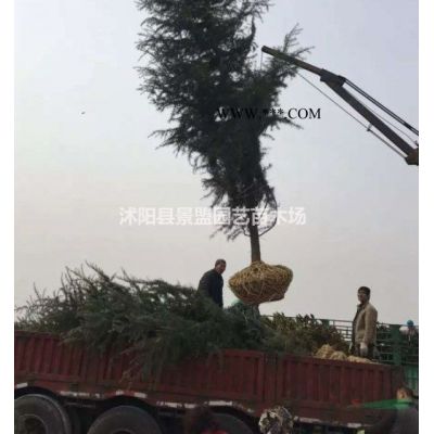 银杏树多少钱一棵_银杏树苗多少钱