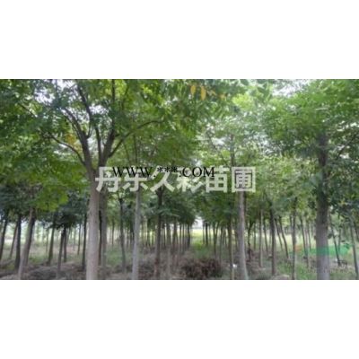 大量批发出售苗圃大小银杏/清地处理价格实惠/树形优美无病虫害成活率高