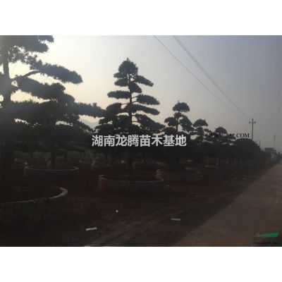 嫁接紫薇 原生紫薇树*低报价、