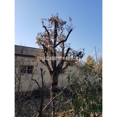 银杏树基地出售各种规格银杏图2