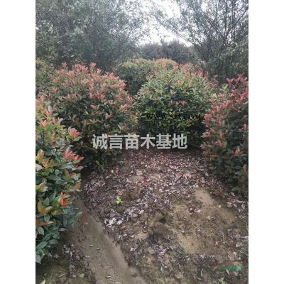 常州苗圃供应垂丝海棠，紫薇，栾树