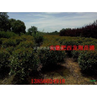 土石楠、枫香、美人梅、乌桕、红梅、红枫