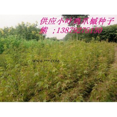 银杏种子 白果树种子 九江种子种苗