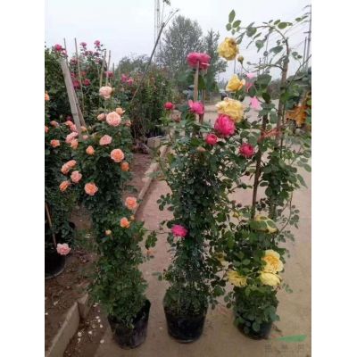 基地出售美国红枫规格12—18公分粗