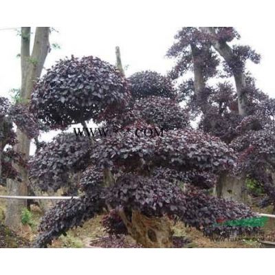 湖南红枫、湖南木槿基地