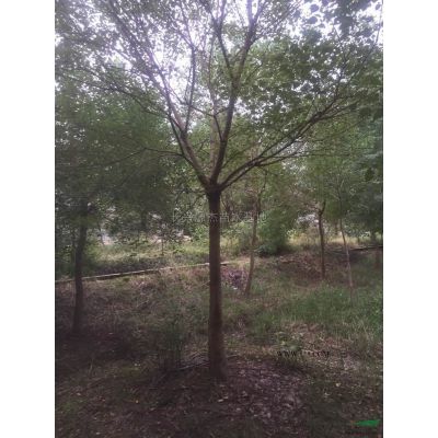 精品红枫图片\精品红枫报价