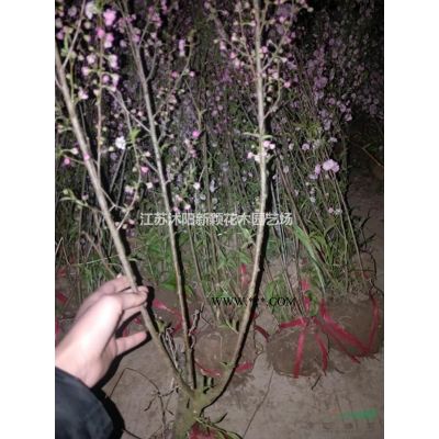 优质特价马褂木 江苏马褂木 产地直销