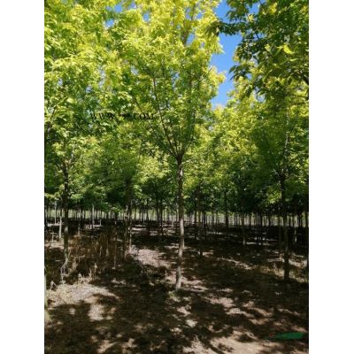 美国红火箭紫薇大量供应